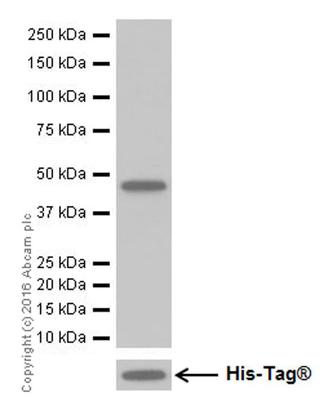 Western blot - Anti-DUSP5 antibody [EPR19684] (AB200708)
