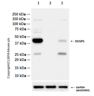 Anti-DUSP5 antibody [EPR19684]