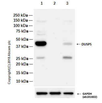 Western blot - Anti-DUSP5 antibody [EPR19684] (AB200708)