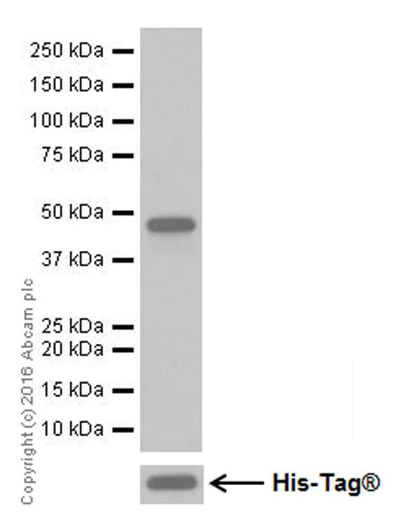 Western blot - Anti-DUSP5 antibody [EPR19684] (AB200708)