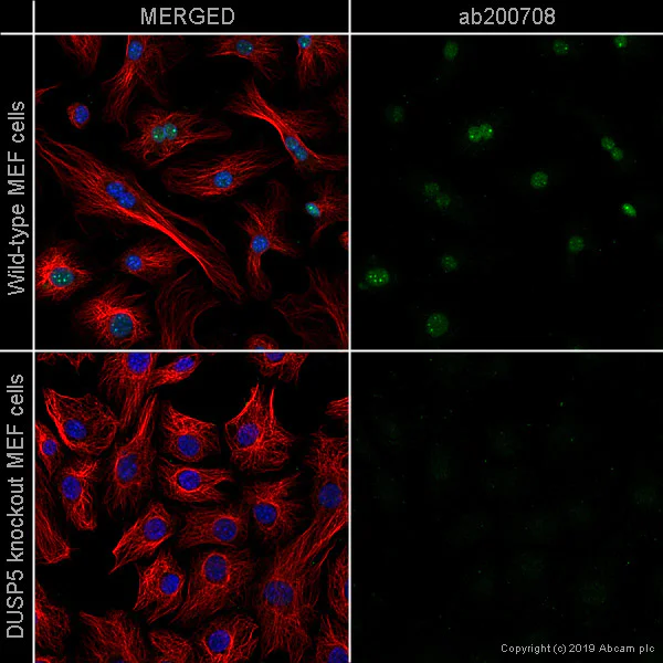 Immunocytochemistry/ Immunofluorescence - Anti-DUSP5 antibody [EPR19684] - BSA and Azide free (AB232333)