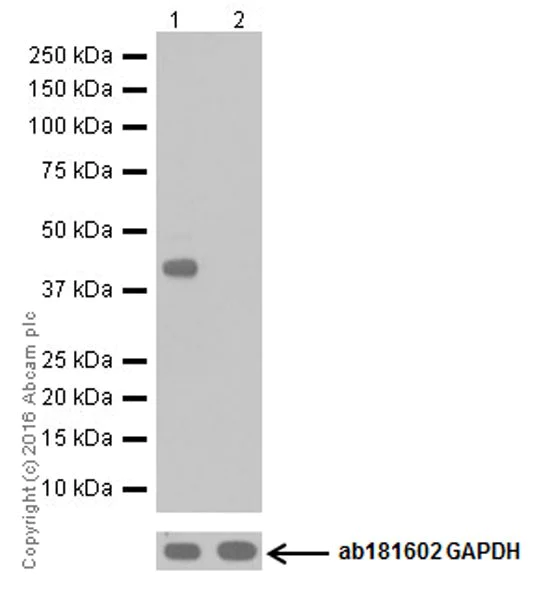 Western blot - Anti-DUSP5 antibody [EPR19684] - BSA and Azide free (AB232333)