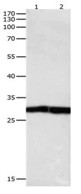 Western blot - Anti-DUSP6 antibody (AB182605)
