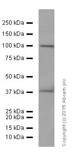 Western blot - Anti-DUSP6 antibody [EPR129Y] (AB76310)