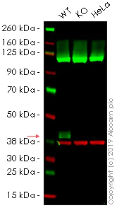 Western blot - Anti-DUSP6 antibody [EPR129Y] (AB76310)