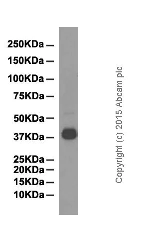 Western blot - Anti-DUSP6 antibody [EPR129Y] (AB76310)