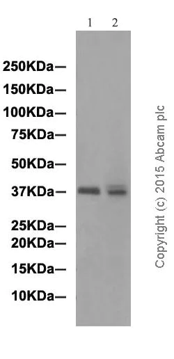 Western blot - Anti-DUSP6 antibody [EPR129Y] (AB76310)