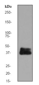 Western blot - Anti-DUSP6 antibody [EPR129Y] (AB76310)
