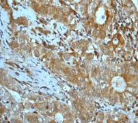 Immunohistochemistry (Formalin/PFA-fixed paraffin-embedded sections) - Anti-DUSP6 antibody [EPR129Y] - BSA and Azide free (AB220811)