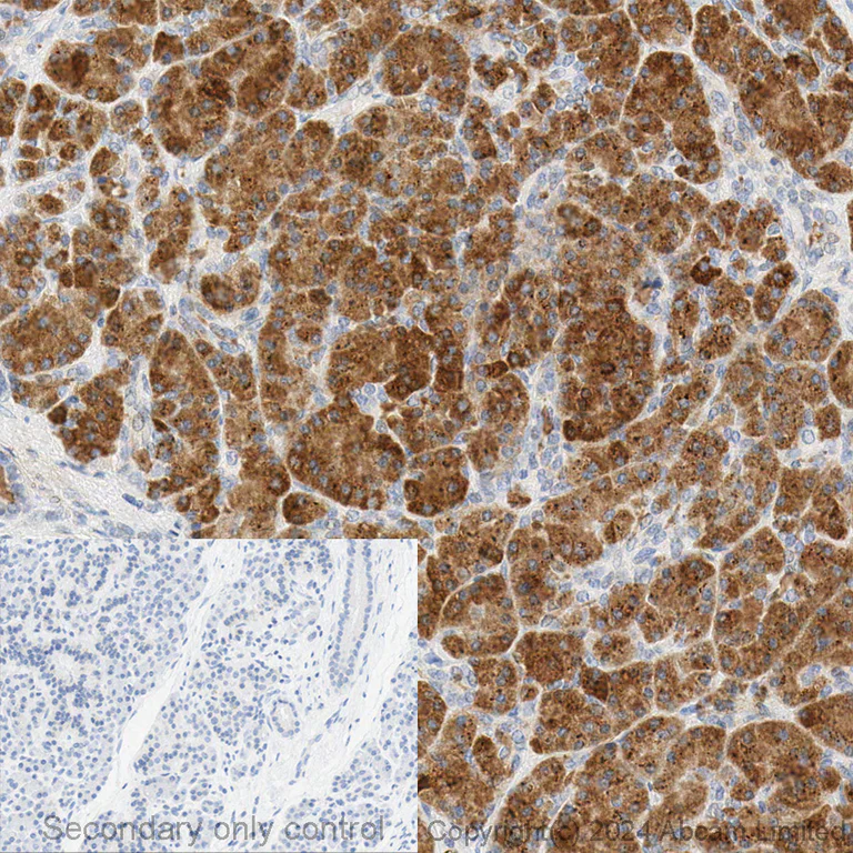 Immunohistochemistry - Anti-DUSP6 antibody [EPR129Y] - BSA and Azide free (AB220811)
