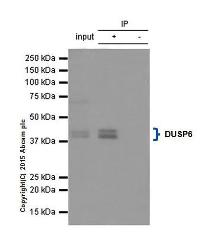 Immunoprecipitation - Anti-DUSP6 antibody [EPR129Y] - BSA and Azide free (AB220811)