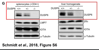 Western blot - Anti-DUSP6 antibody [EPR129Y] - BSA and Azide free (AB220811)