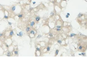Immunohistochemistry (Formalin/PFA-fixed paraffin-embedded sections) - Anti-DUSP7 antibody (AB100921)