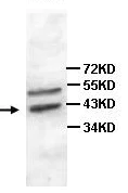 Western blot - Anti-DUSP7 antibody (AB100921)