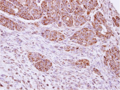 Immunohistochemistry (Formalin/PFA-fixed paraffin-embedded sections) - Anti-DUSP7 antibody (AB95960)