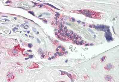 Immunohistochemistry (Formalin/PFA-fixed paraffin-embedded sections) - Anti-DUSP9 antibody (AB167080)