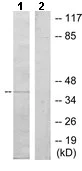 Western blot - Anti-DUSP9 antibody (AB167080)