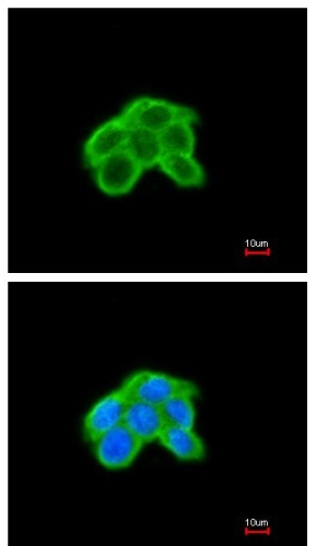 Immunocytochemistry/ Immunofluorescence - Anti-DUSP9 antibody - C-terminal (AB152119), expandable thumbnail