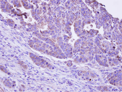 Immunohistochemistry (Formalin/PFA-fixed paraffin-embedded sections) - Anti-DUSP9 antibody - C-terminal (AB152119), expandable thumbnail