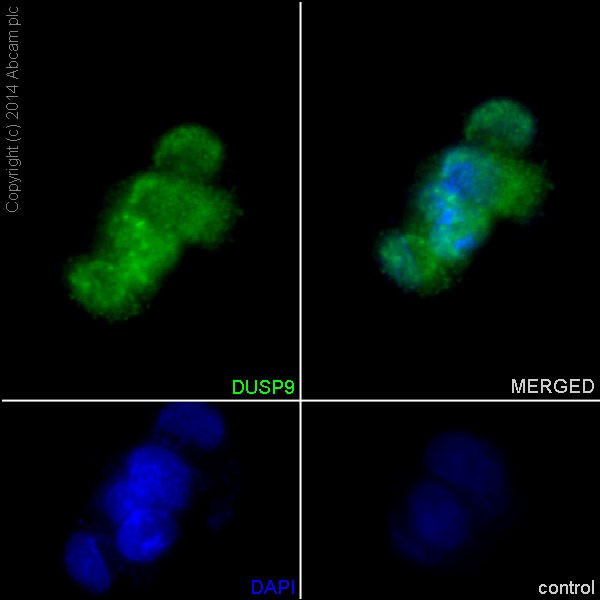 Immunocytochemistry/ Immunofluorescence - Anti-DUSP9 antibody [EPR15541] (AB194355), expandable thumbnail
