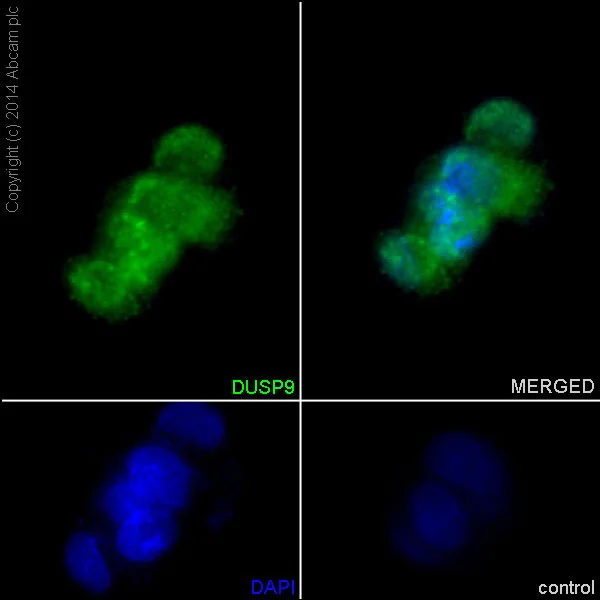 Immunocytochemistry/ Immunofluorescence - Anti-DUSP9 antibody [EPR15541] (AB194355)