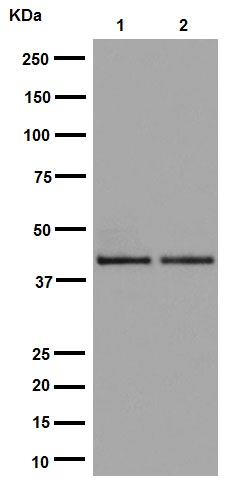 Western blot - Anti-DUSP9 antibody [EPR15541] (AB194355), expandable thumbnail