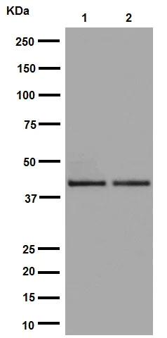 Western blot - Anti-DUSP9 antibody [EPR15541] (AB194355)