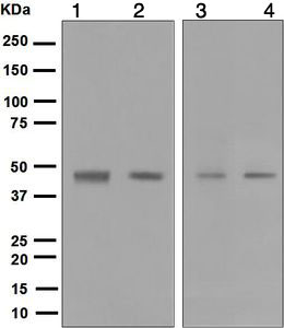 Western blot - Anti-Dux4 antibody [E5-5] (AB124699), expandable thumbnail
