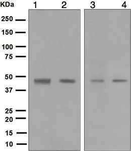 Western blot - Anti-Dux4 antibody [E5-5] (AB124699)