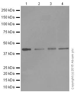 Western blot - Anti-Dux4 antibody [E5-5] - BSA and Azide free (AB216893)