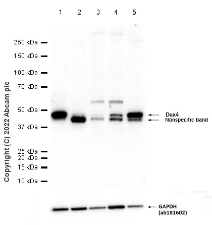 Western blot - Anti-Dux4 antibody [E5-5] - BSA and Azide free (AB216893)
