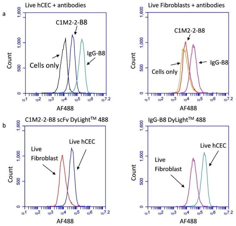 Flow Cytometry - DyLight® 488 Conjugation Kit (Fast) - Lightning-Link® (AB201799)