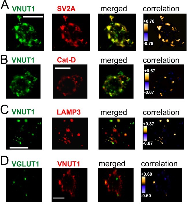 Fluorescence Microscopy - DyLight® 488 Conjugation Kit (Fast) - Lightning-Link® (AB201799), expandable thumbnail