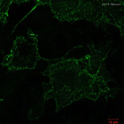Immunocytochemistry/ Immunofluorescence - DyLight® 488 Anti-HA tag antibody [16B12] (AB117488)