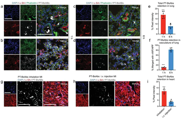 Immunohistochemistry (Frozen sections) - DyLight® 633 Conjugation Kit (Fast) - Lightning-Link® (AB201802)