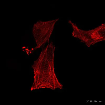 Immunocytochemistry/ Immunofluorescence - DyLight® 650 Anti-6X His tag® antibody [AD1.1.10] (AB117504)