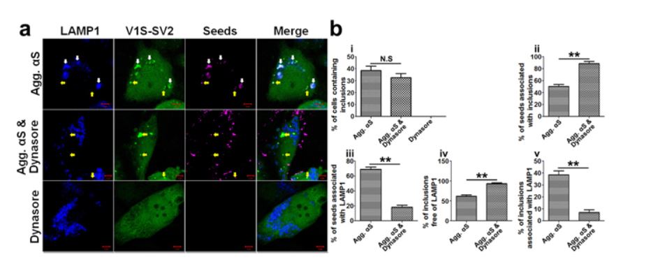Fluorescence Microscopy - DyLight® 650 Conjugation Kit (Fast) - Lightning-Link® (AB201803), expandable thumbnail