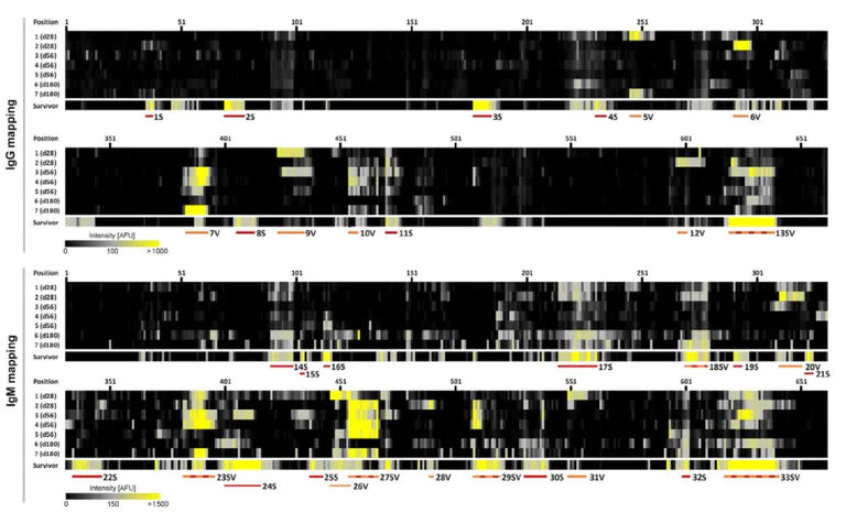 Flow Cytometry - DyLight® 680 Conjugation Kit (Fast) - Lightning-Link® (AB201804)