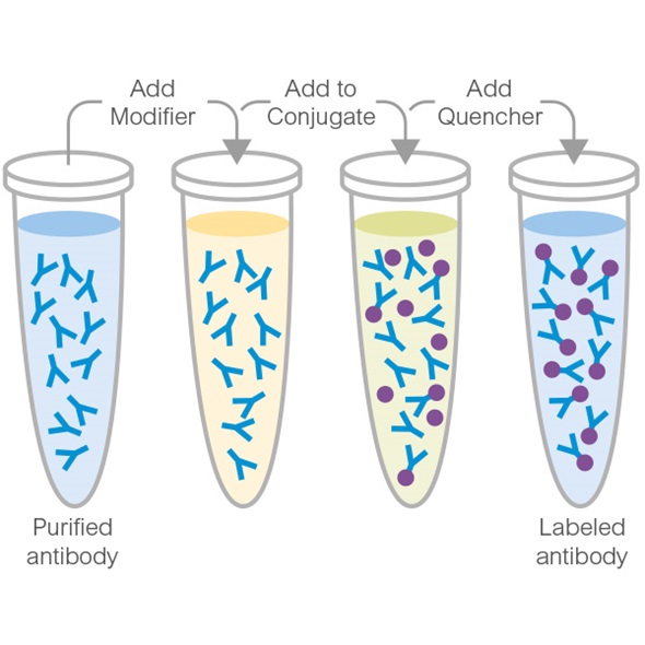Schematic Diagram - DyLight® 755 Conjugation Kit (Fast) - Lightning-Link® (AB201805)