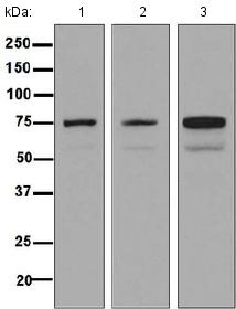 Western blot - Anti-Dymeclin antibody [EPR8789] - BSA and Azide free (AB248615)