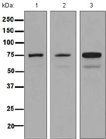 Western blot - Anti-Dymeclin antibody [EPR8789] - BSA and Azide free (AB248615)
