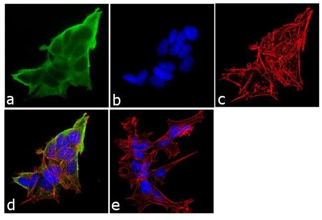 Immunocytochemistry/ Immunofluorescence - Anti-Dynamin 1 antibody (AB3456)
