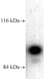 Western blot - Anti-Dynamin 1 antibody (AB3456)