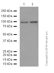 Western blot - Anti-Dynamin 1 antibody [EP801Y] (AB52611)