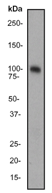Western blot - Anti-Dynamin 1 antibody [EP801Y] (AB52611)