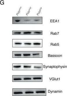 Western blot - Anti-Dynamin 1 antibody [EP801Y] (AB52611)