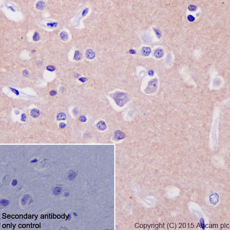 Immunohistochemistry (Formalin/PFA-fixed paraffin-embedded sections) - Anti-Dynamin 1 antibody [EP801Y] - BSA and Azide free (AB247322), expandable thumbnail