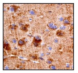 Immunohistochemistry (Formalin/PFA-fixed paraffin-embedded sections) - Anti-Dynamin 1 antibody [EP801Y] - BSA and Azide free (ab247322), expandable thumbnail