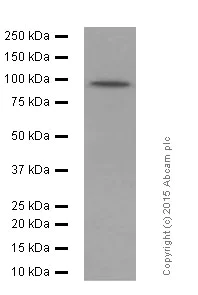 Western blot - Anti-Dynamin 1 antibody [EP801Y] - BSA and Azide free (AB247322)
