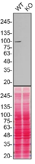 Western blot - Anti-Dynamin 1 antibody [EP801Y] - BSA and Azide free (AB247322)
